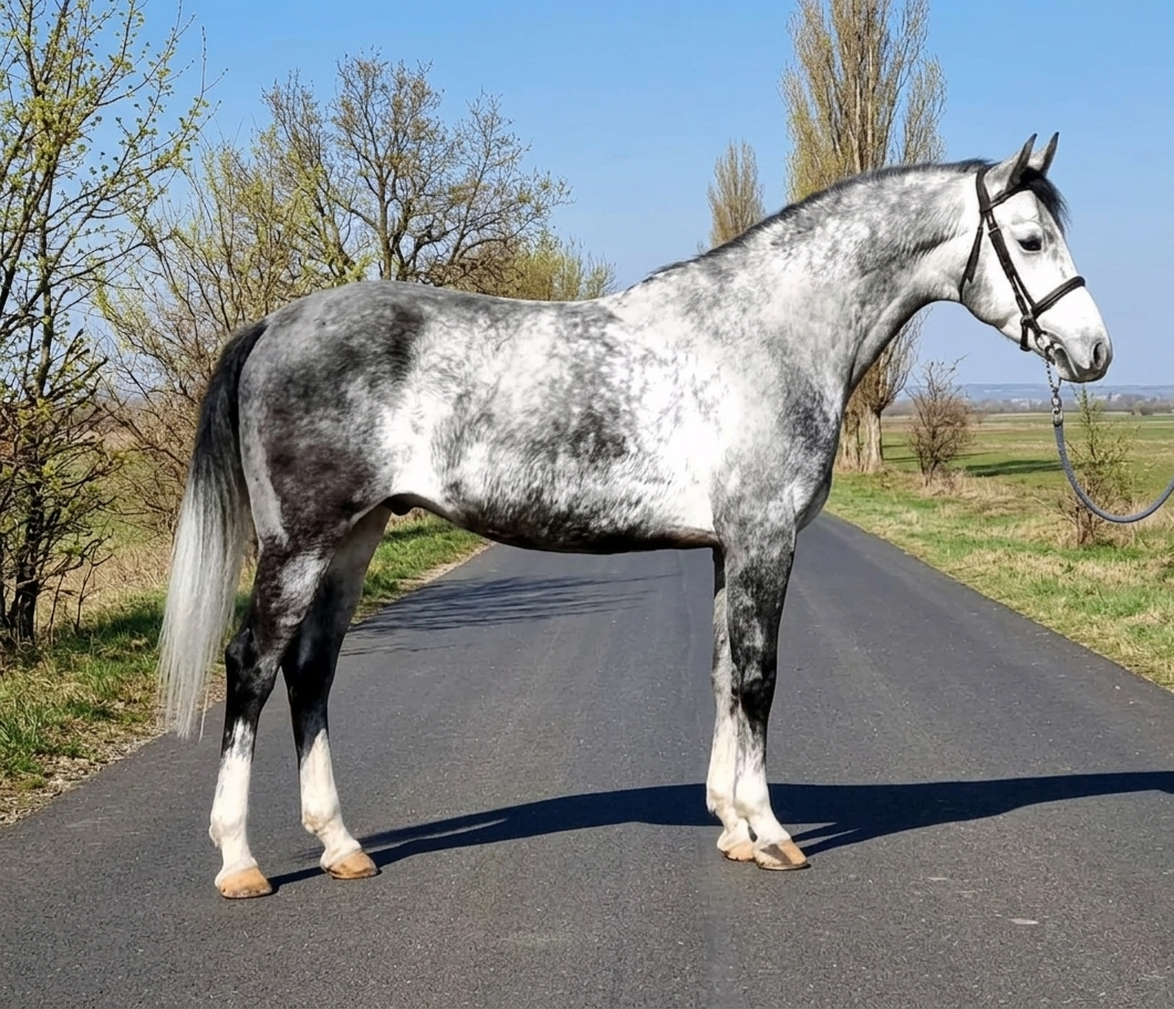 Póker 5 Jahre alt wallach 🐎 Poker – zuverlässiger Partner für Freizeit- und Geländeritte https://wa.me/36202765693� Geboren: 10.02.2021 Stockmaß: ca. 162 cm Poker ist ein ausgeglichener, ruhiger Wallach, der sich ideal für Freizeitreiter eignet. Durch sein freundliches Wesen und seine unkomplizierte Art ist er auch für Anfänger oder weniger erfahrene Reiter bestens geeignet. Im täglichen Umgang zeigt er sich brav, zuverlässig und gelassen. Auf dem Reitplatz arbeitet er motiviert mit, seine wahre Stärke liegt jedoch im Gelände: Dort überzeugt er durch Nervenstärke und Trittsicherheit. Ob entspannte Ausritte oder längere Wanderritte – Poker ist ein sicherer und angenehmer Begleiter. Auch kleinere Sprünge meistert er problemlos. ✔️ Papiere vorhanden 📍 Standort: 5630 Békés, Ungarn 📱 Kontakt: WhatsApp +36 20 276 4693 Poker ist das ideale Freizeitpferd für alle, die einen verlässlichen, ruhigen Partner für entspannte Ausritte, Naturerlebnisse und gemeinsame Abenteuer suchen. 🌍 Unsere Referenzen sind europaweit sowie aus den USA verfügbar.