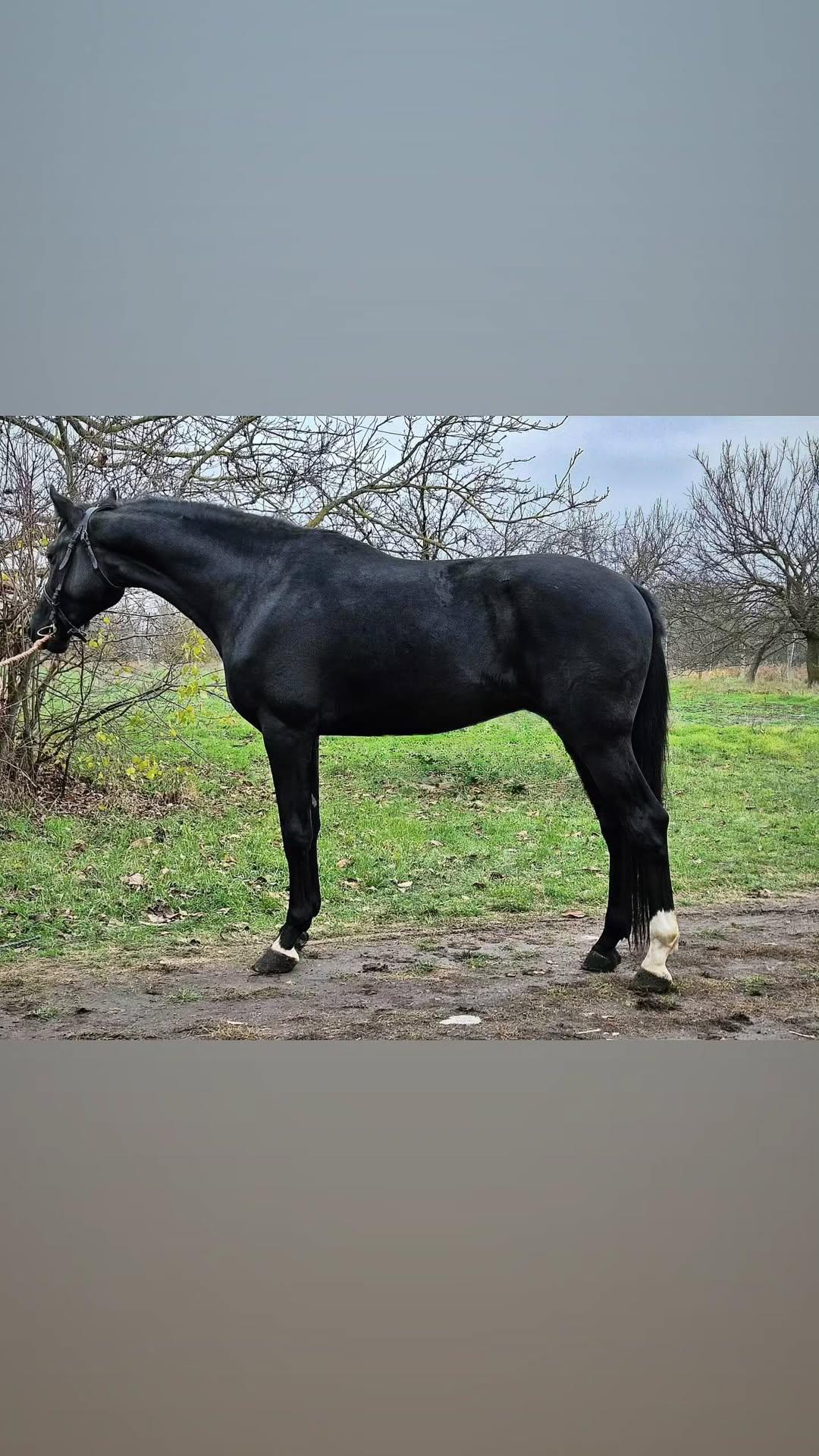 ✨ Next Level-Sohn – moderner KWPN-Hengst mit vielversprechender Perspektive ✨ Ich bin Thats Tate VH Trichelhof, ein 3-jähriger, in Belgien gezogener KWPN-Hengst. Abstammung: Next Level (Jarville – Zodena) x Acidalia vh Trichelhof (Latino – Unicum). Aktuell etwa 171 cm groß, korrekt gebaut, gesund und in sehr guter Verfassung. Ich bin menschenbezogen, freundlich und angenehm im Umgang. Ich überzeuge mit elastischen, ausdrucksstarken Grundgangarten und natürlicher Balance. Im täglichen Handling zeige ich mich ruhig, brav und unkompliziert – egal ob beim Führen, Putzen, Anbinden oder Longieren. Sowohl für den Sport als auch für die Zucht eine interessante Option. 📍 5630 Békés, Ungarn 📩 Kontakt: WhatsApp +36 20 276 4693 📩 Weitere Informationen, Fotos und Videos gerne per PN