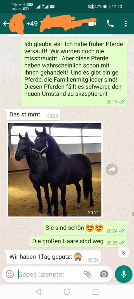 Die Pferde sind in Deutschland angekommen, und es gibt große Zufriedenheit.